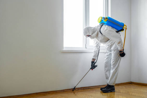 Wasp Removal Services in Central Square, NY