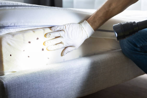 Best Residential Pest Control  in Central Square, NY
