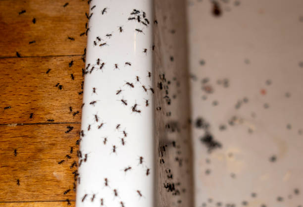 Best Cockroach Control Services  in Central Square, NY