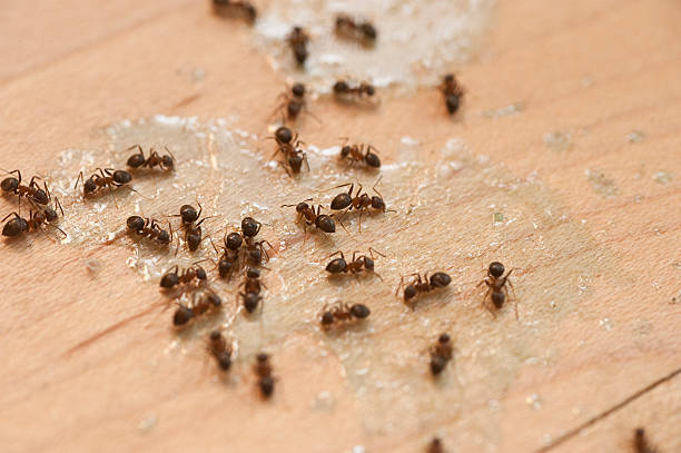 Best Termite Control Services  in Central Square, NY