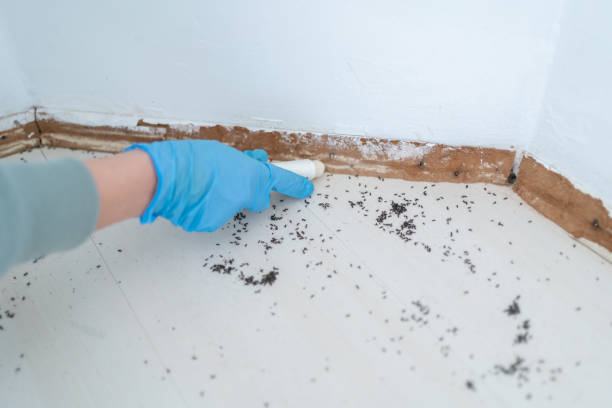 Best Pest Prevention Services  in Central Square, NY
